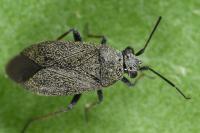 Heterocordylus tibialis