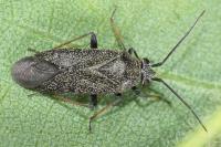 Heterocordylus tibialis
