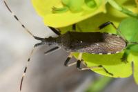 Dicranocephalus albipes