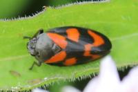 Cercopis vulnerata