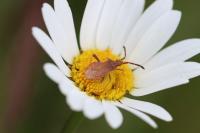 Coriomeris denticulatus