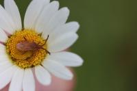 Coriomeris denticulatus