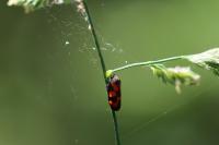 Cercopis vulnerata