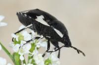 Tritomegas sexmaculatus