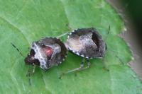 Stagonomus venustissimus