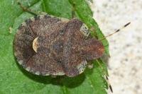 Dyroderes umbraculatus