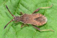 Coriomeris denticulatus