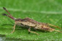 Coriomeris denticulatus