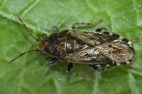 Heterogaster urticae