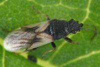 Metopoplax ditomoides