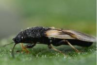 Metopoplax ditomoides