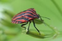 Graphosoma italicum