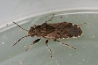 Heterogaster urticae