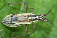 Leptopterna dolabrata