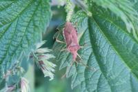 Gonocerus acuteangulatus