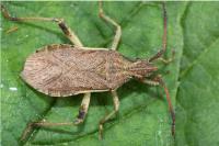 Ceraleptus lividus