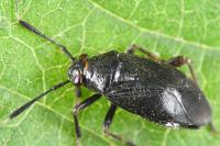 Capsus ater
