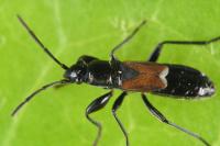 Pterotmetus staphyliniformis