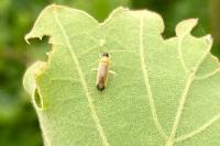 Phylus melanocephalus