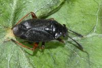Capsus ater
