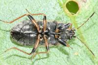 Trapezonotus ullrichi