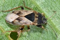 Trapezonotus ullrichi