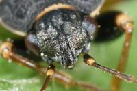 Trapezonotus ullrichi