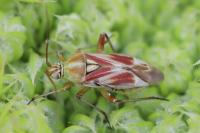 Calocoris roseomaculatus