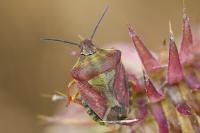 Carpocoris purpureipennis