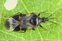 Anthocoris nemoralis