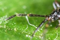 Anthocoris nemoralis