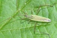 Megaloceroea recticornis