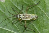 Leptopterna dolabrata