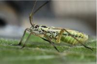 Leptopterna dolabrata