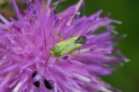 Closterotomus norwegicus