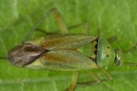 Closterotomus norwegicus