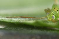 Closterotomus norwegicus