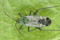 Macrotylus paykullii