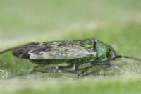 Macrotylus paykullii