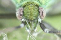 Macrotylus paykullii