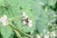 Tachycixius pilosus