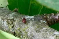 Mesopsallus mali