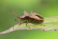 Coreus marginatus