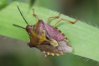 Carpocoris purpureipennis