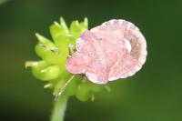 Dyroderes umbraculatus