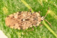 Tingis cardui