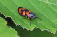 Cercopis vulnerata