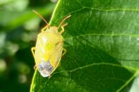 Piezodorus lituratus