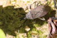 Dicranocephalus agilis