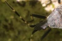 Dicranocephalus agilis